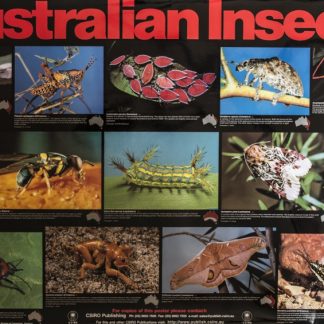 CSIRO Australian Insects Poster