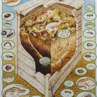 Gould League Compost Creatures Poster
