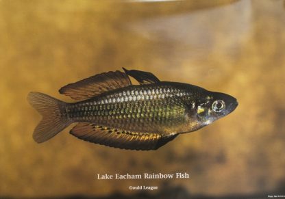 Gould League Lake Eacham Rainbow Fish Endangered Species Poster
