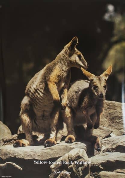 Gould League Rock Wallaby Endangered Species Poster