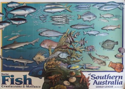 Fish of Southern Australia Poster