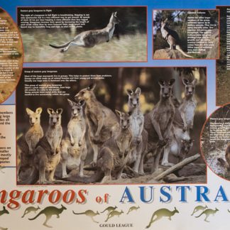 Kangaroos of Australia Poster - Gould League