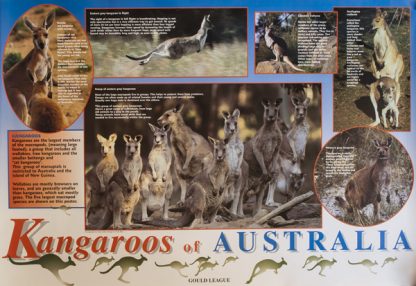 Kangaroos of Australia Poster - Gould League