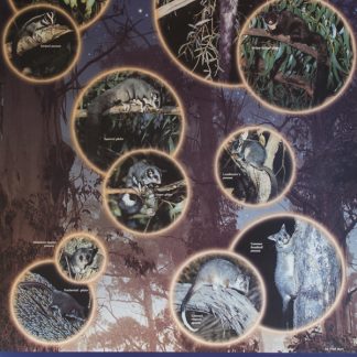 Possums and Gliders Poster - Gould League