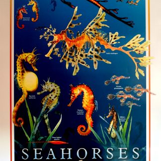 Gould League Seahorses and Sea-dragons poster