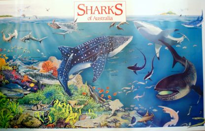Sharks of Australia - Gould League Poster